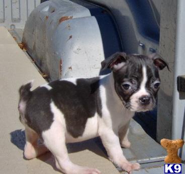 Mixed Breed Puppies for Sale